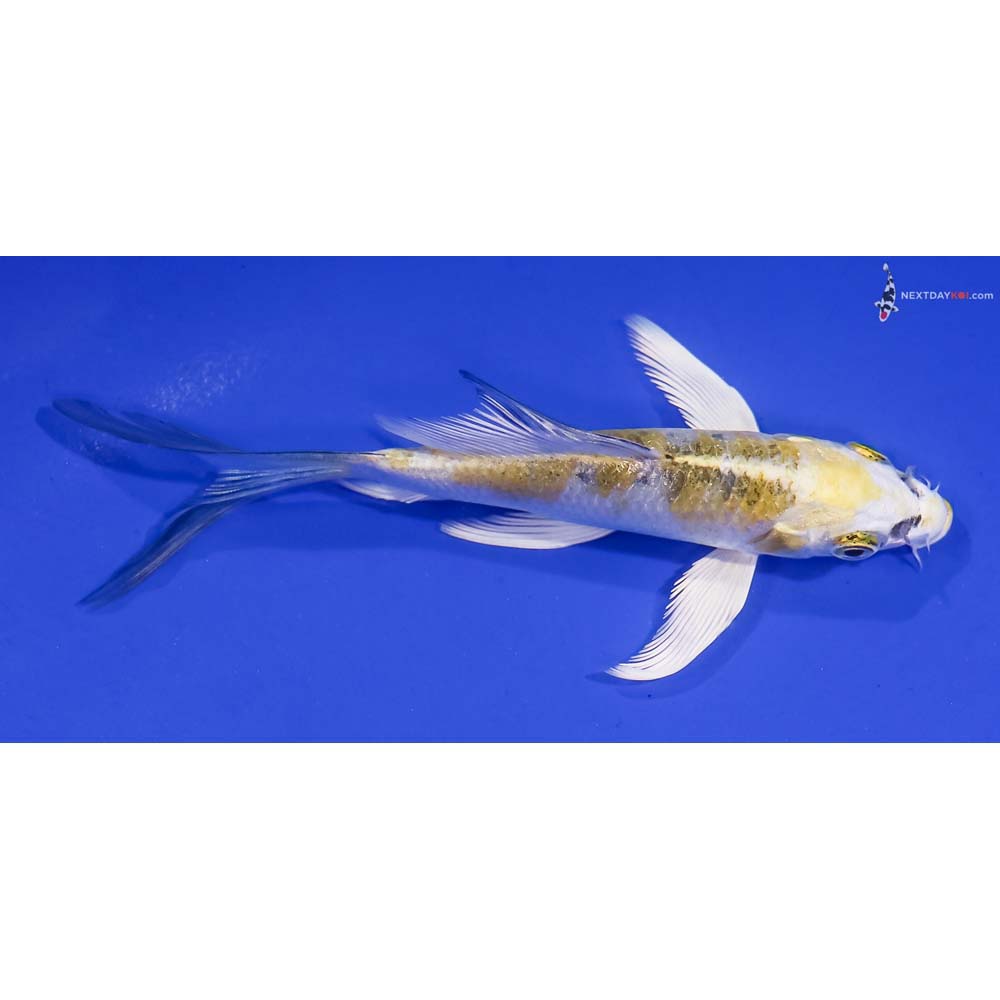5” Imported Yamato Nishiki Butterfly Koi