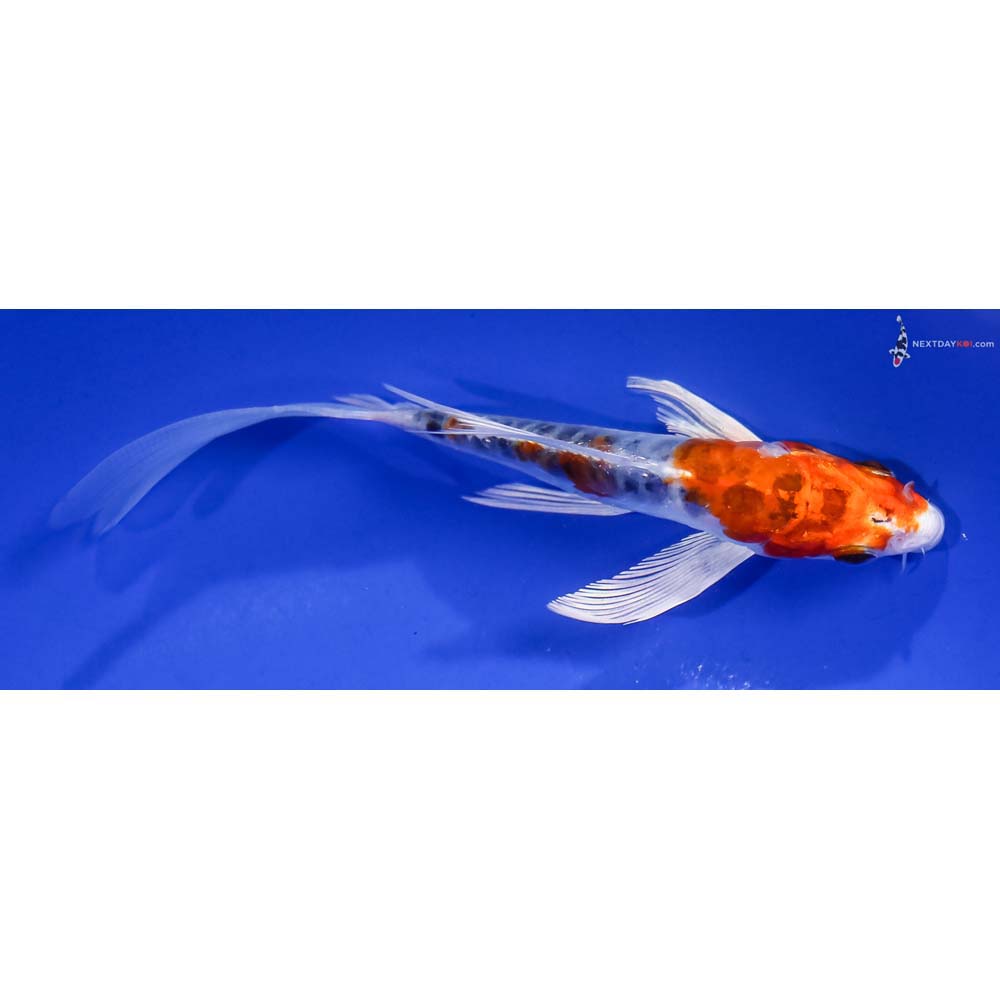 5” Imported Heisei Nishiki Butterfly Koi
