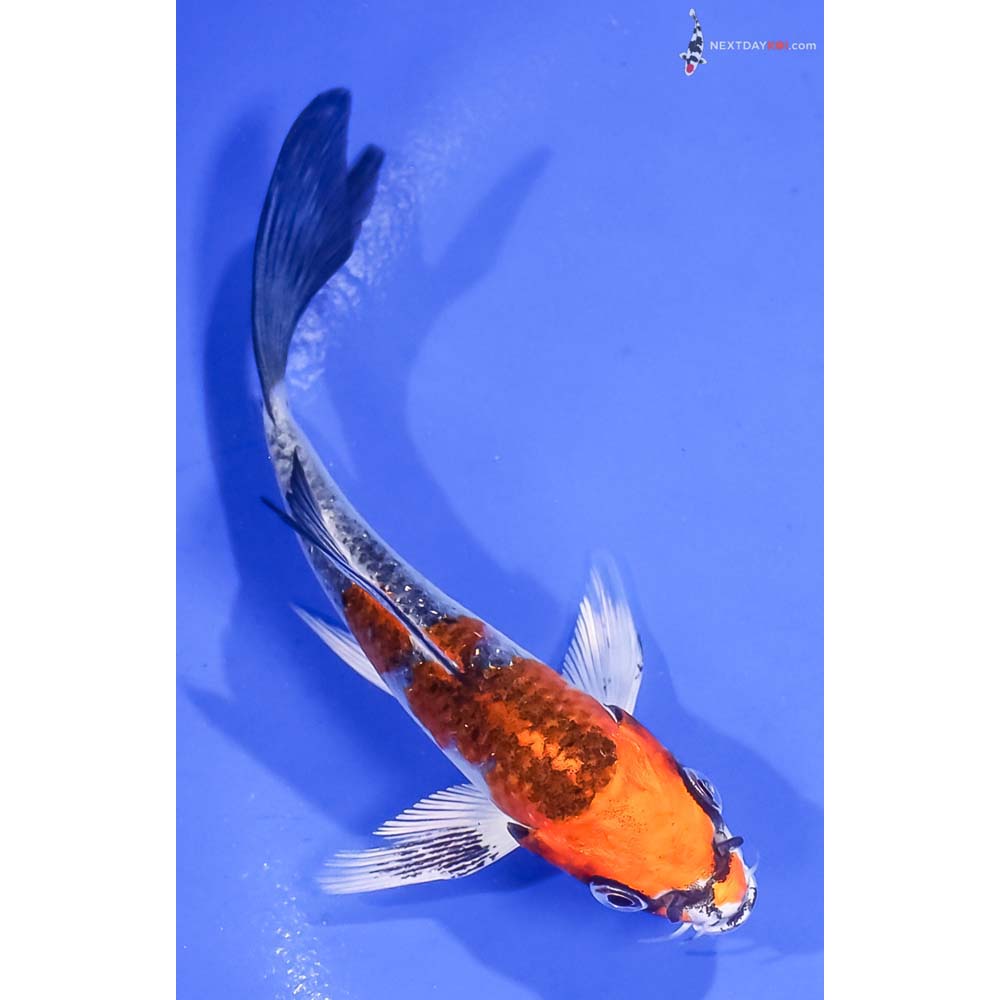 4.5” Imported Kujaku Butterfly Koi