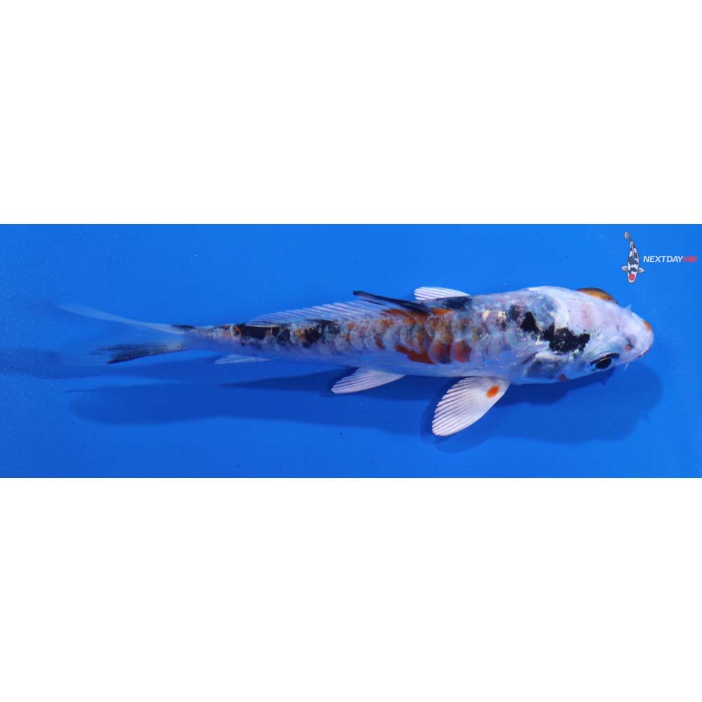 3.5” Imported Armor Scaled Yamato Nishiki