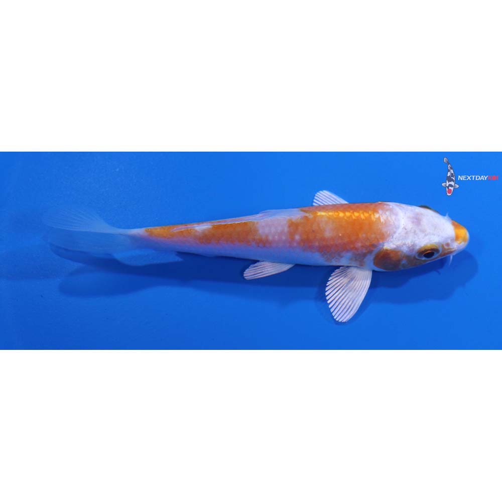 3.5” Imported Hariwake