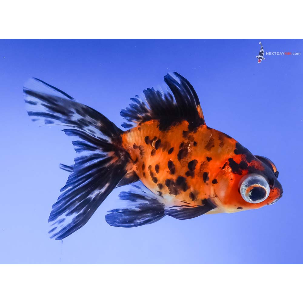 4” Imported Calico Telescope Fantail