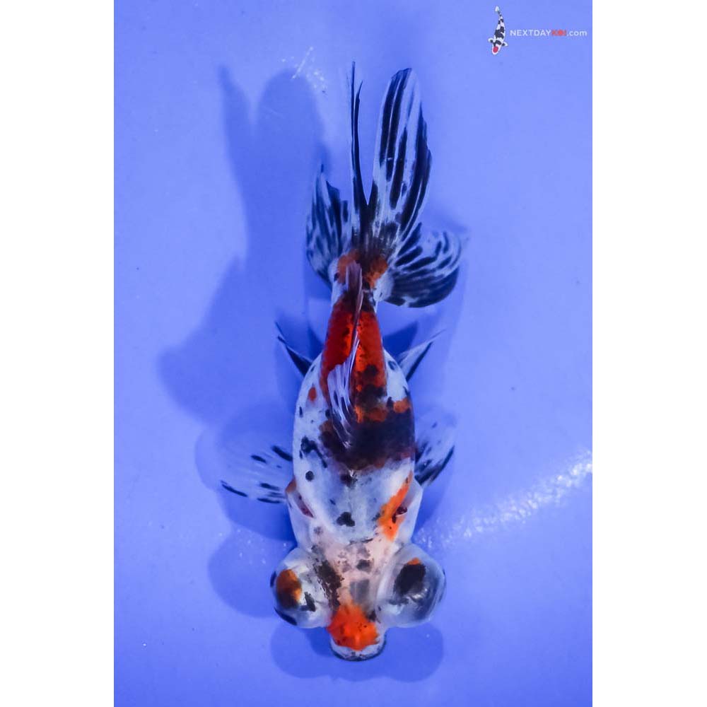 4” Imported Calico Telescope Fantail