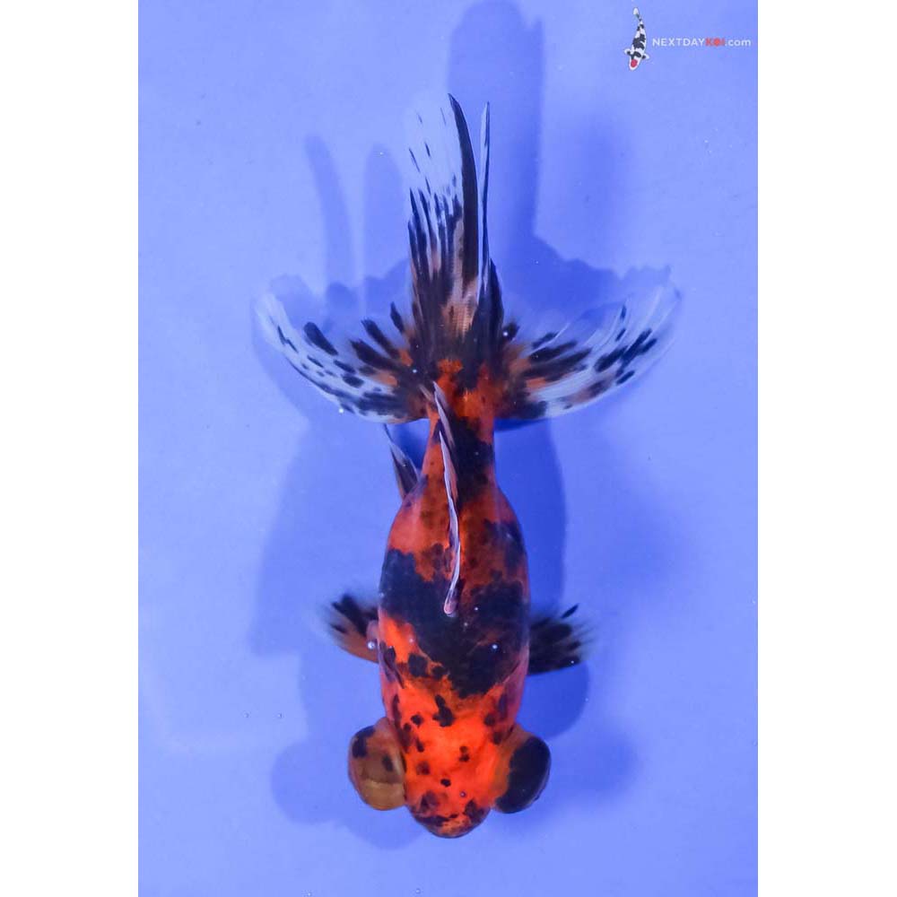 4.5” Imported Calico Telescope Fantail