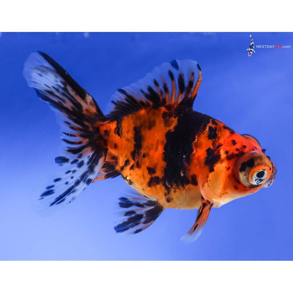 4.5” Imported Calico Telescope Fantail