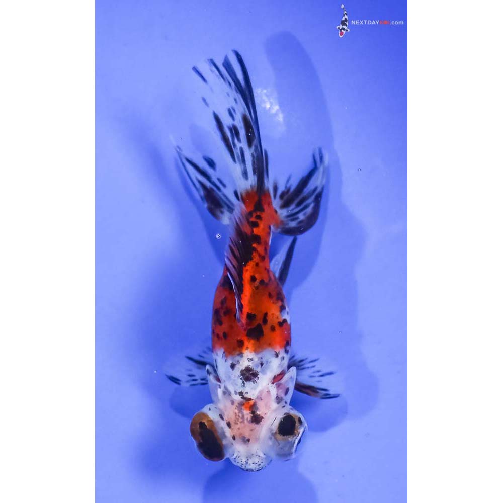 4” Imported Calico Telescope Fantail