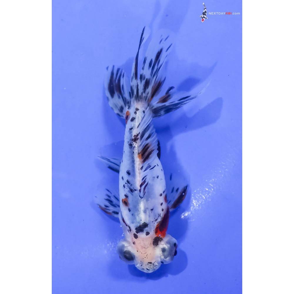 4” Imported Male Calico Telescope Fantail