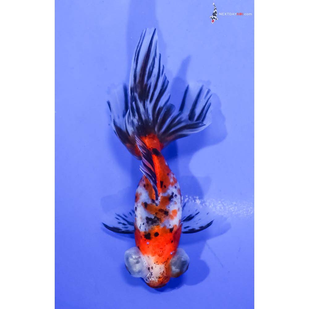 4” Imported Calico Telescope Fantail