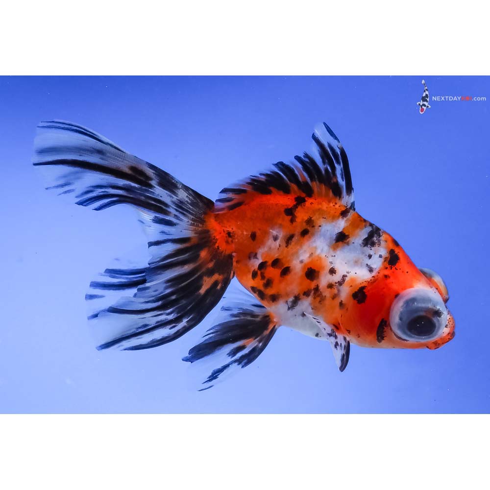 4” Imported Calico Telescope Fantail