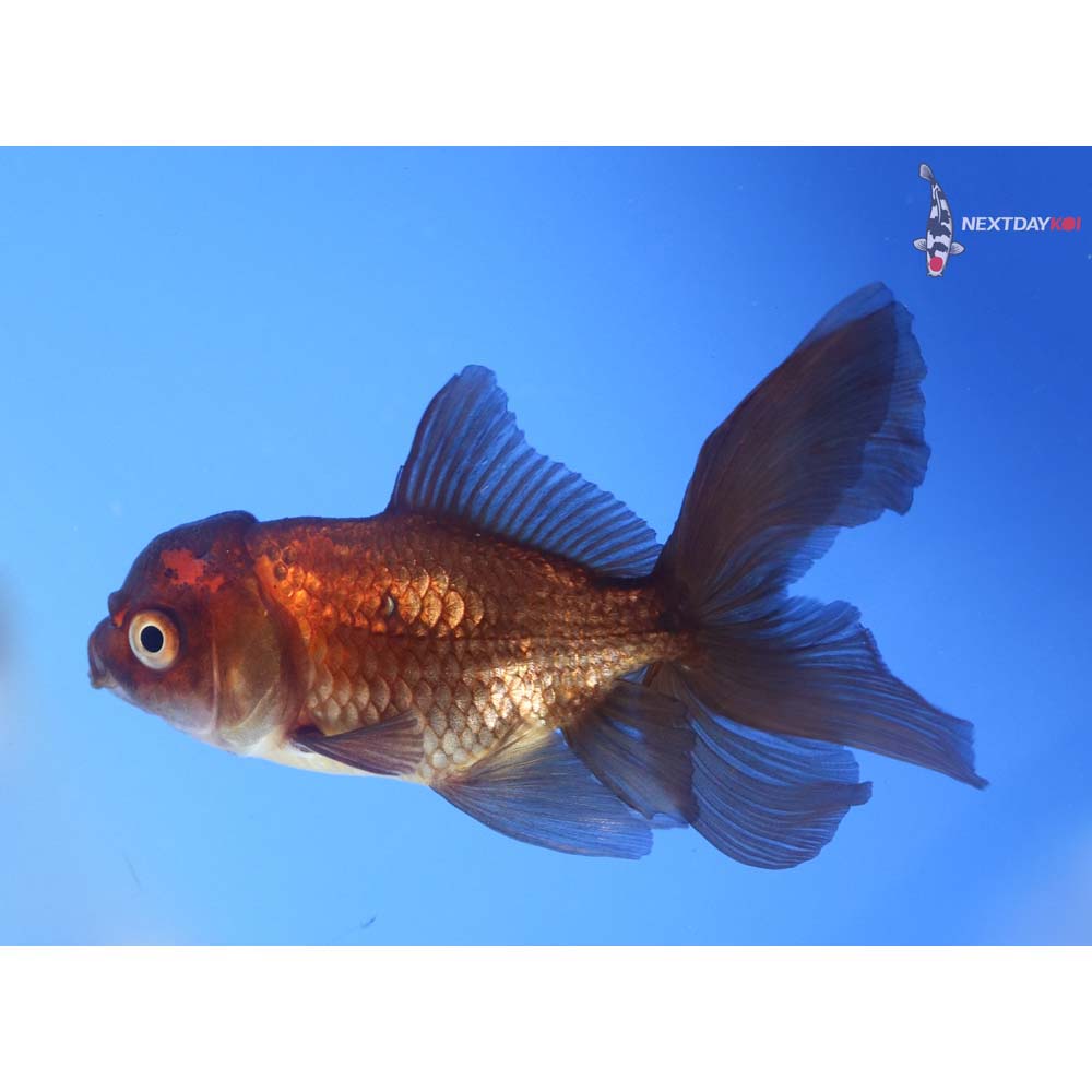 3.5” Imported Red and Black Oranda