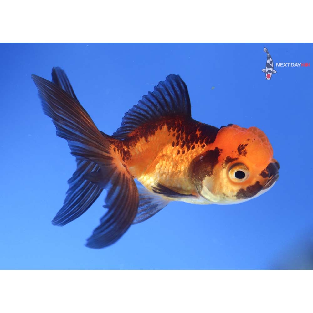 3.5” Imported Red and Black Oranda