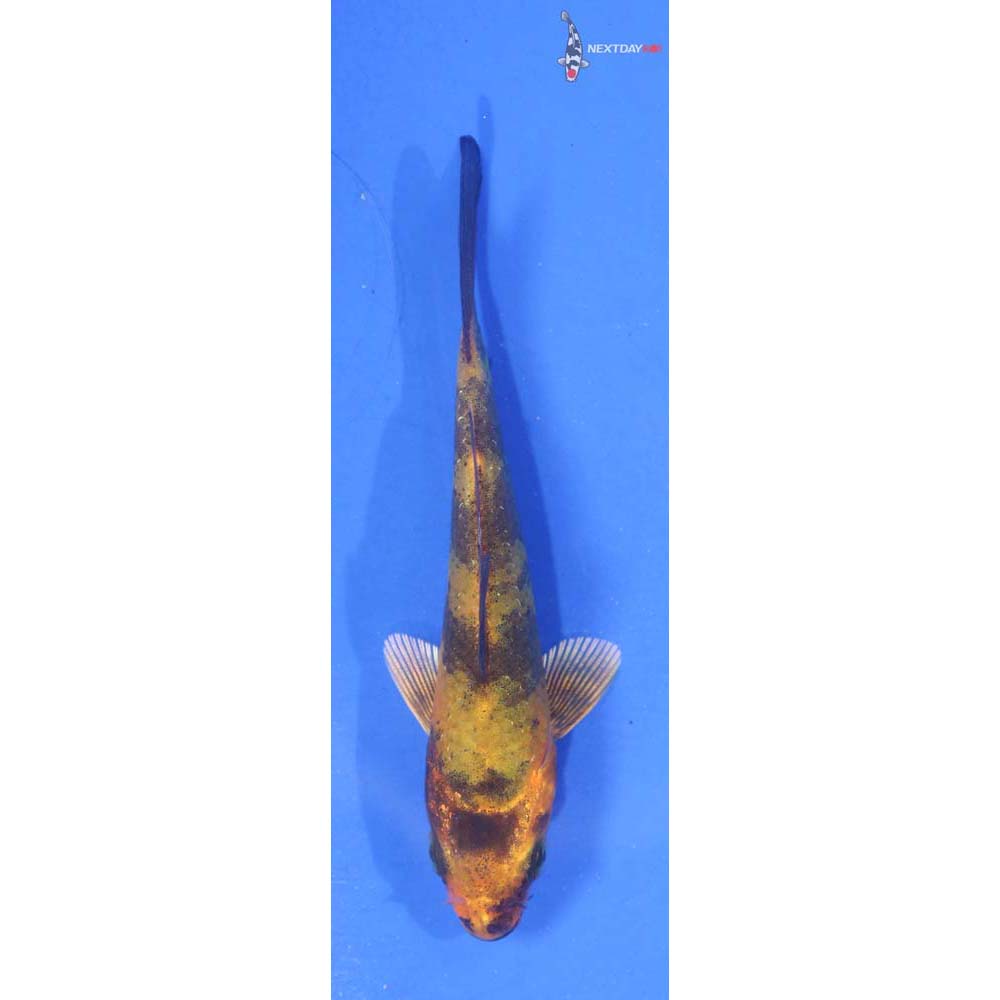 3” Imported Ki Utsuri
