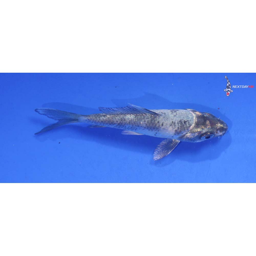 3” Imported Matsukawabakke