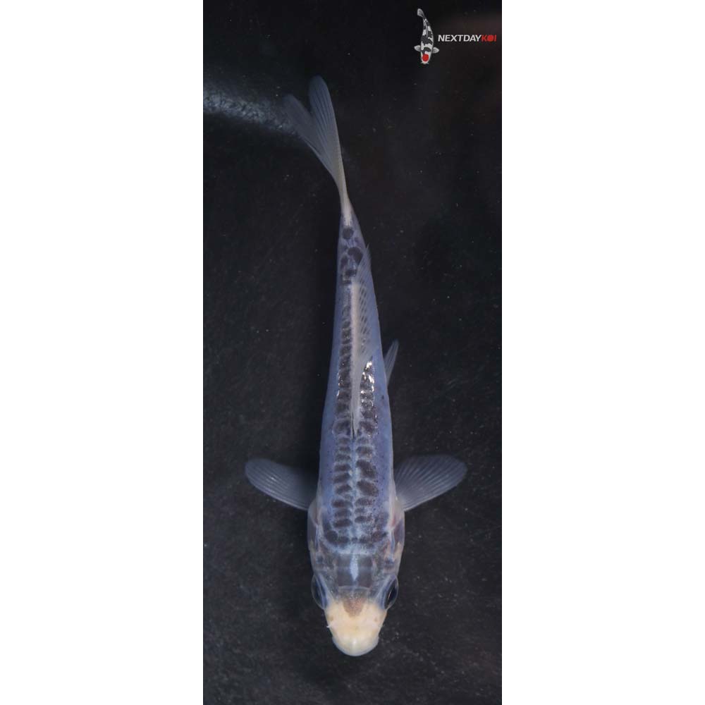 3” Imported Shusui