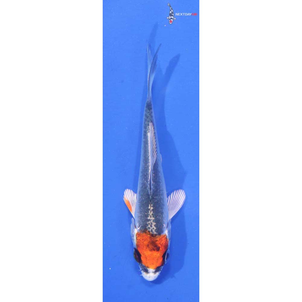 3” Imported Kujaku