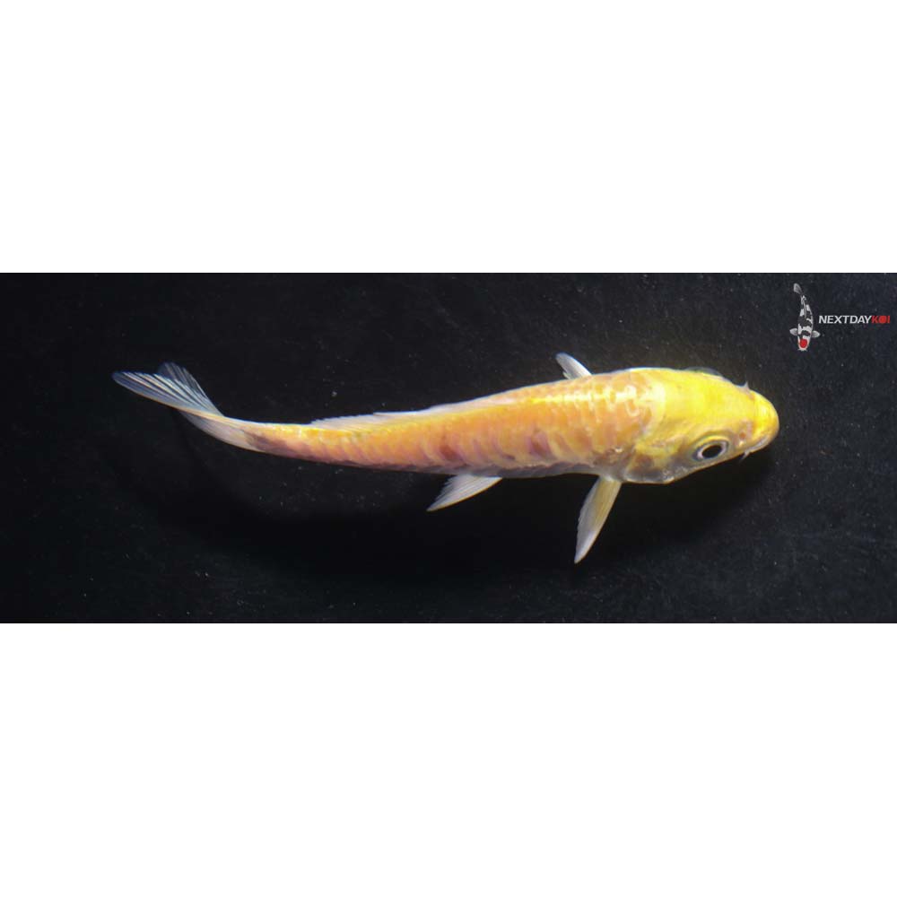 3.5” Imported Armor Scaled Yamabuki Ogon