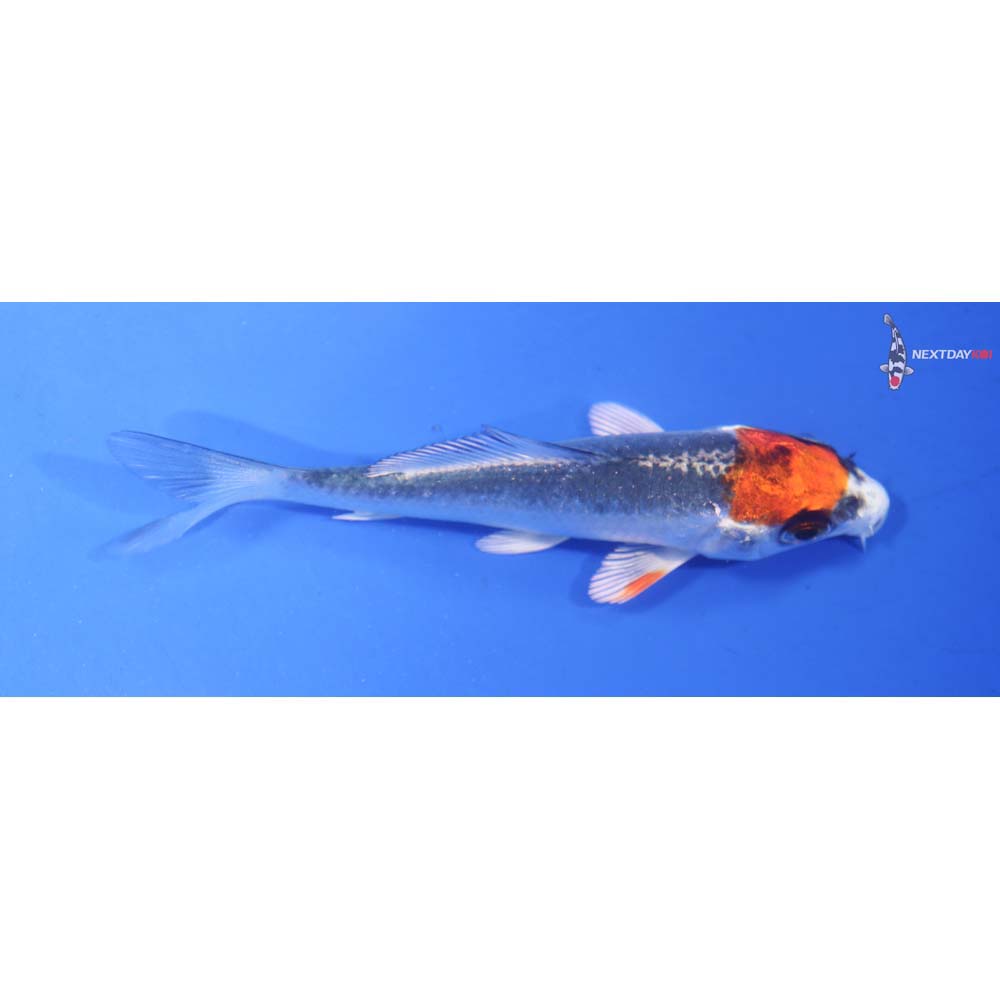 3” Imported Kujaku