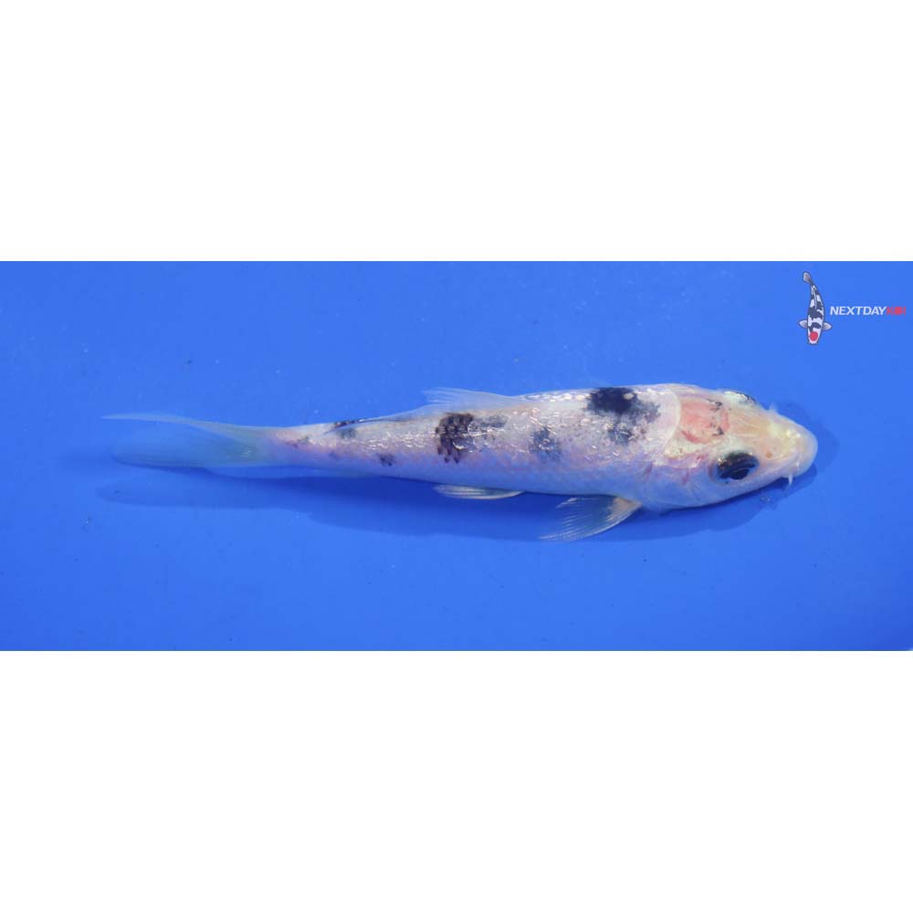 3.5” Imported Gin Rin Shiro Bekko