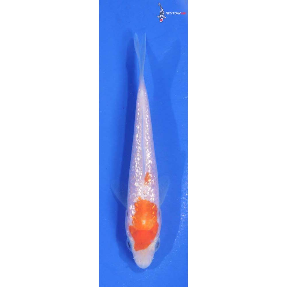 3.5” Imported Gin Rin Kohaku