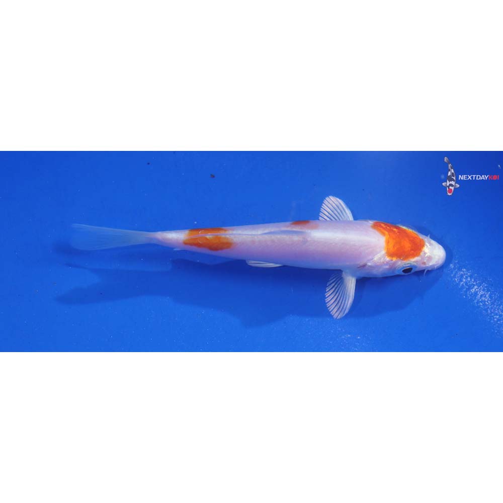 3.5” Imported Kikusui