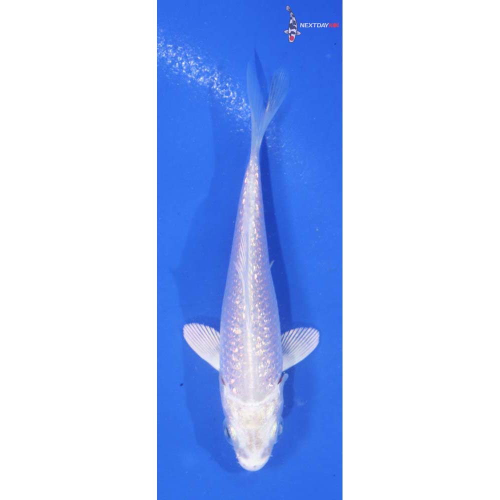 3.5” Imported Gin Rin Platinum Ogon