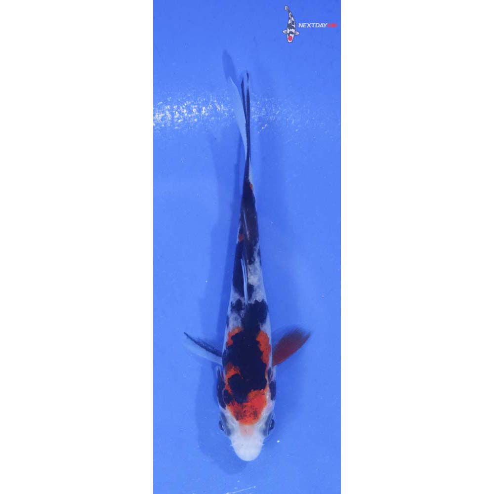 3.5” Imported Sanke