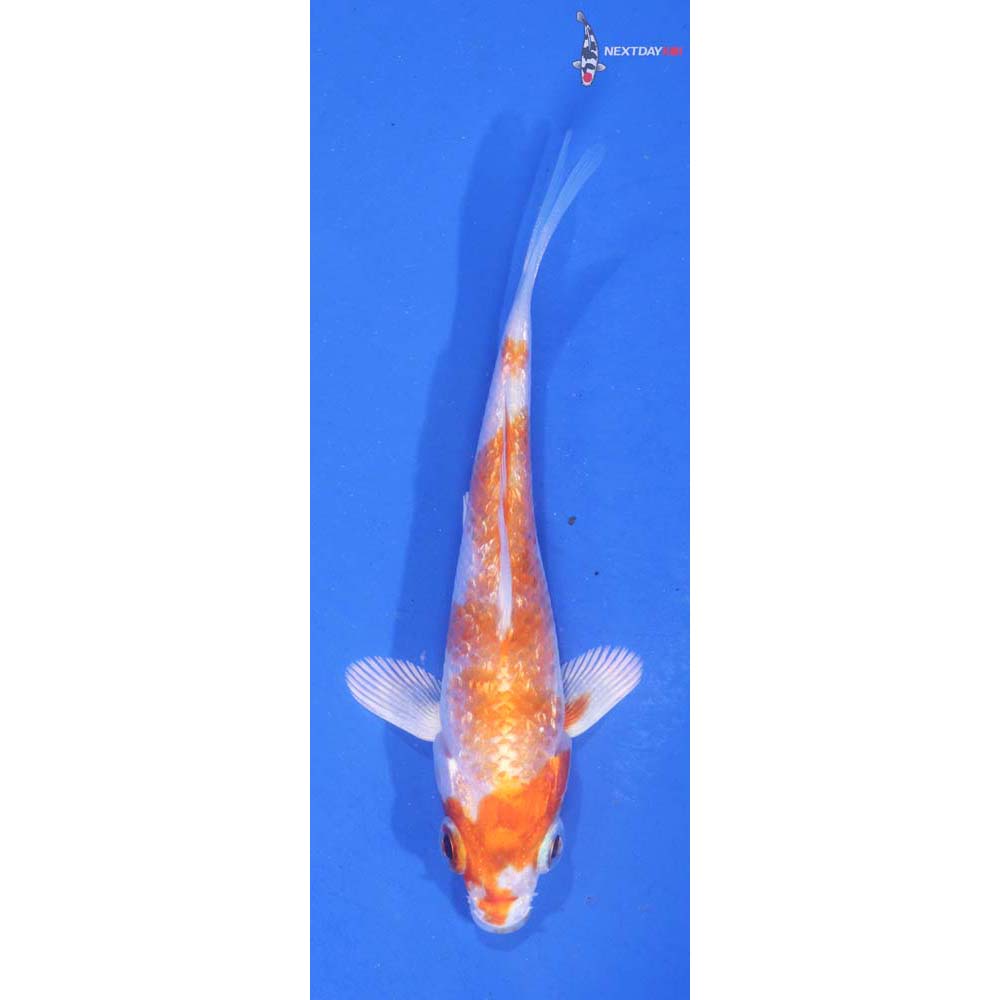 3.5” Imported Gin Rin Hariwake