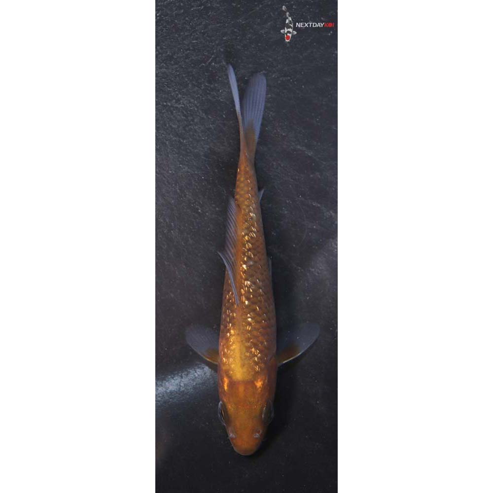3.5” Imported Gin Rin Chagoi