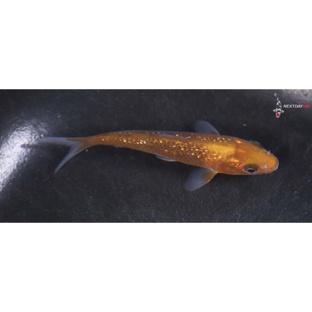 3.5” Imported Gin Rin Chagoi