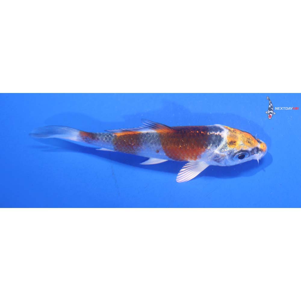 3” Imported Kujaku