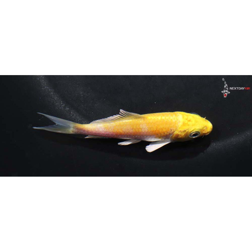 3” Imported Lemon Hariwake