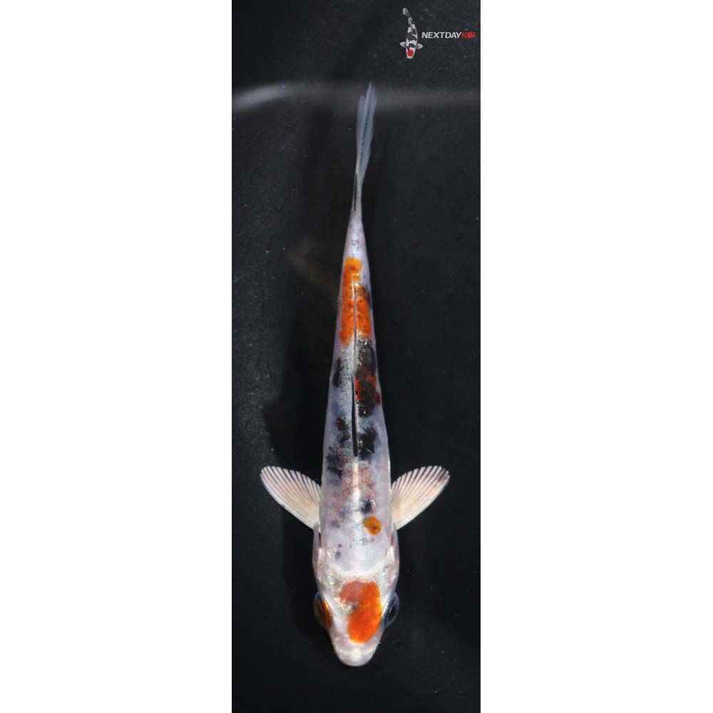 3.5” Imported Heisei Nishiki