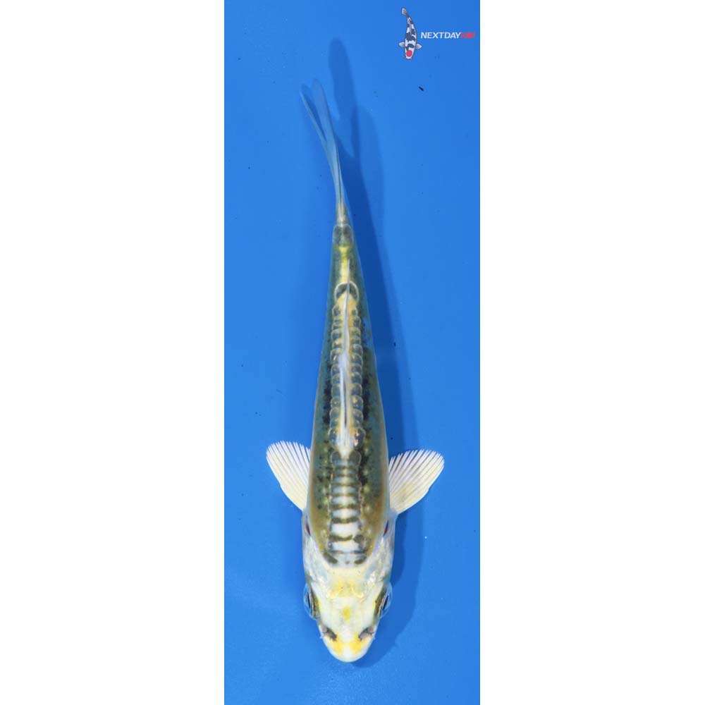 3” Imported Kin Kikokuryu