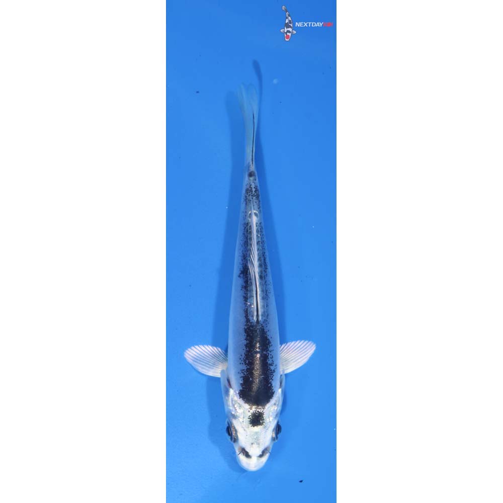 3.5” Imported Doitsu Kikokuryu