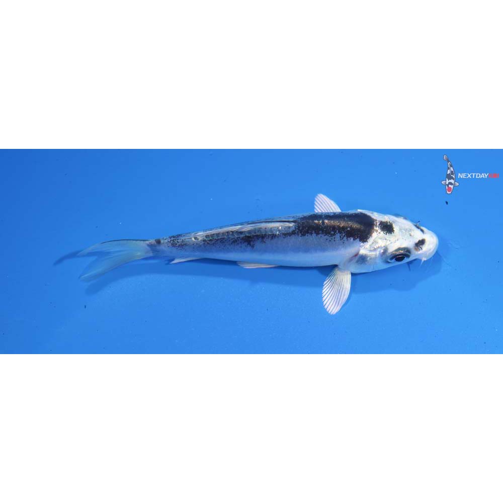 3.5” Imported Doitsu Kikokuryu