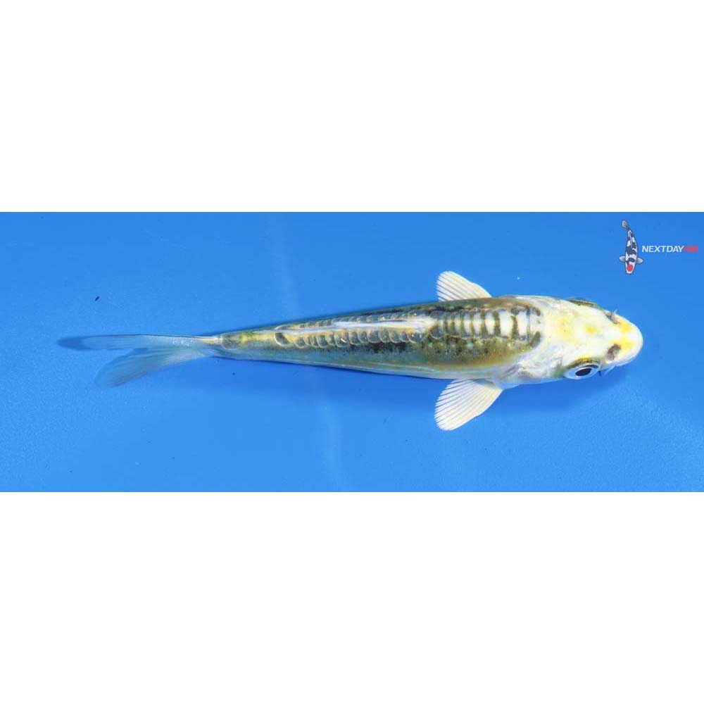 3” Imported Kin Kikokuryu