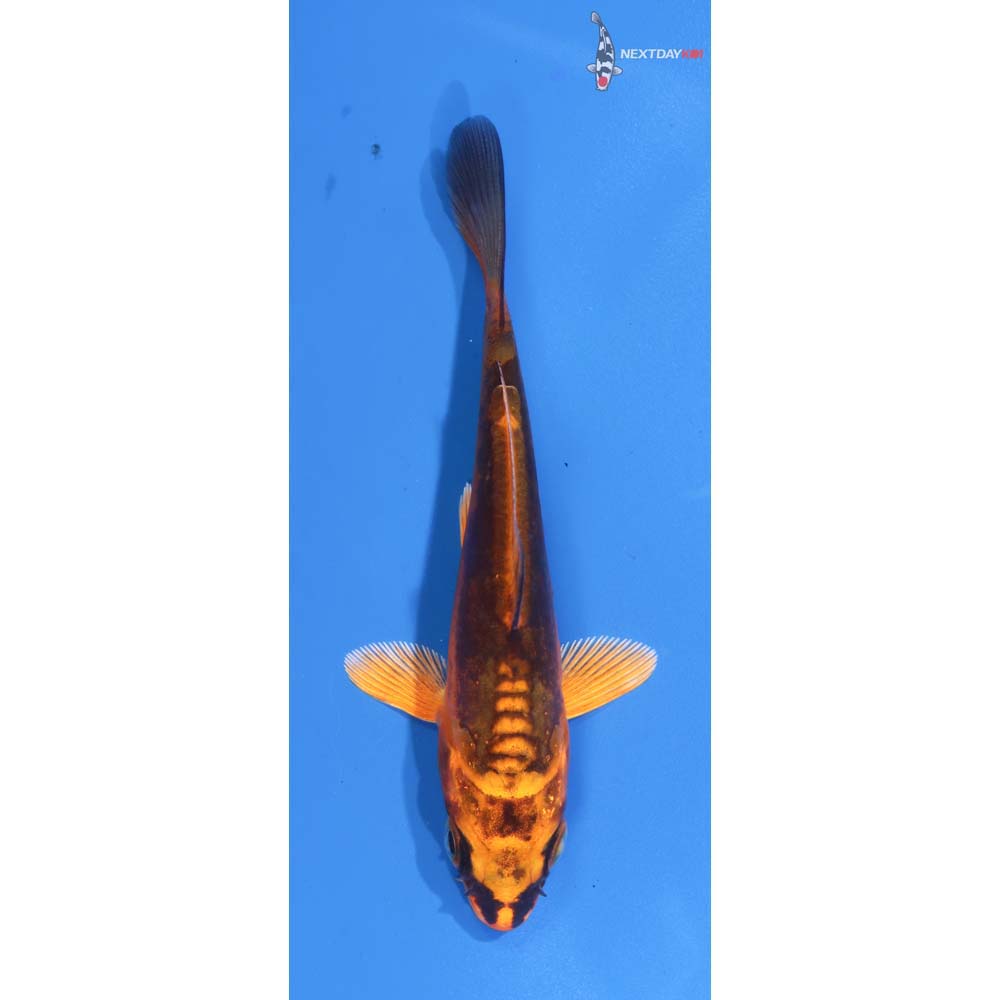 3.5” Imported Kin Kikokuryu
