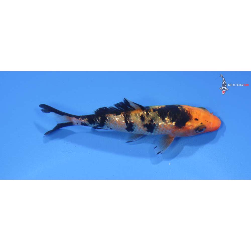 3.5” Imported Gin Rin Aka Bekko