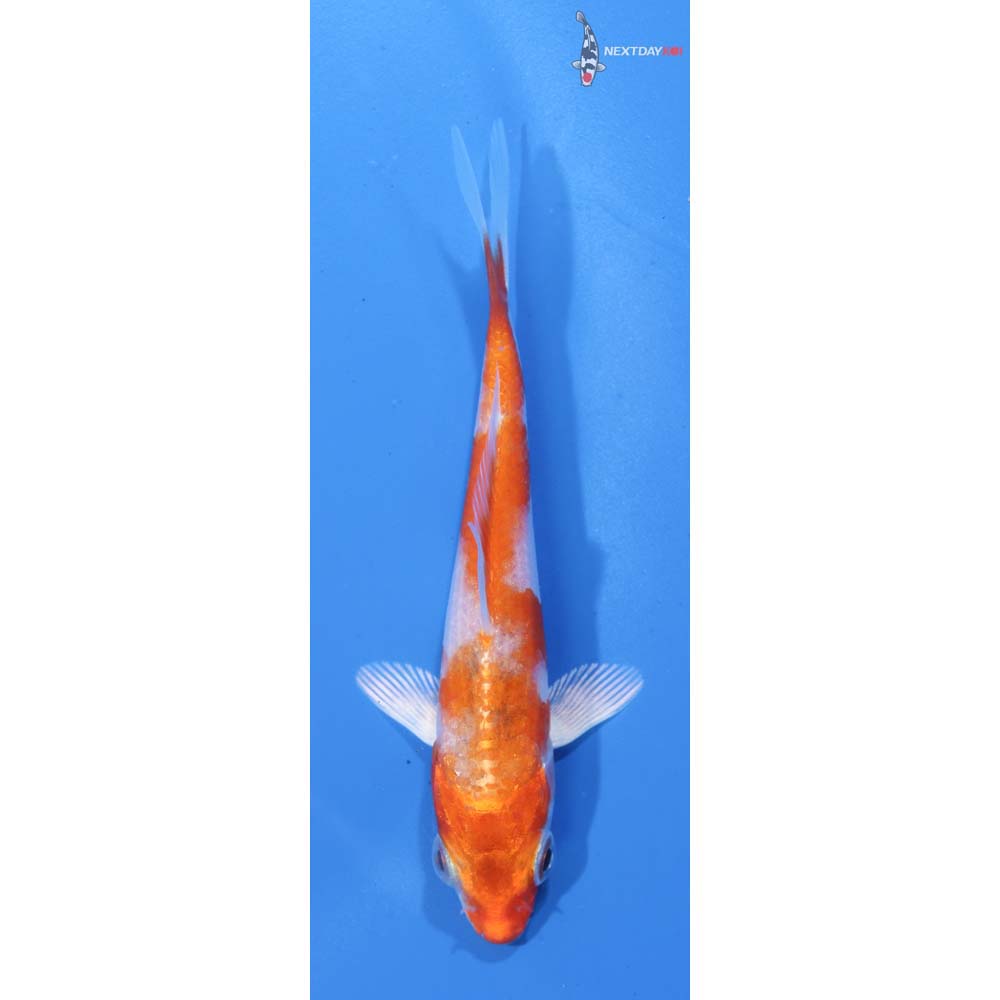 3.5” Imported Hariwake
