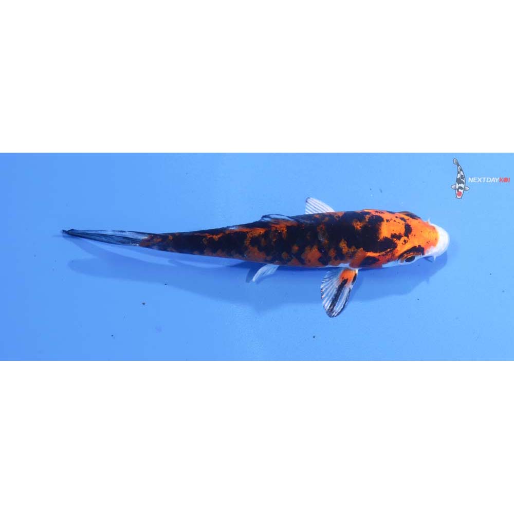 3.5” Imported Yamato Nishiki