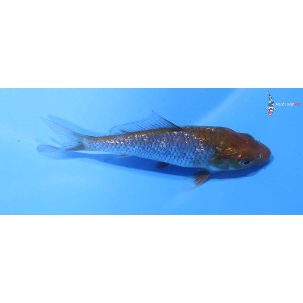 3.5” Imported Ochiba Shigure