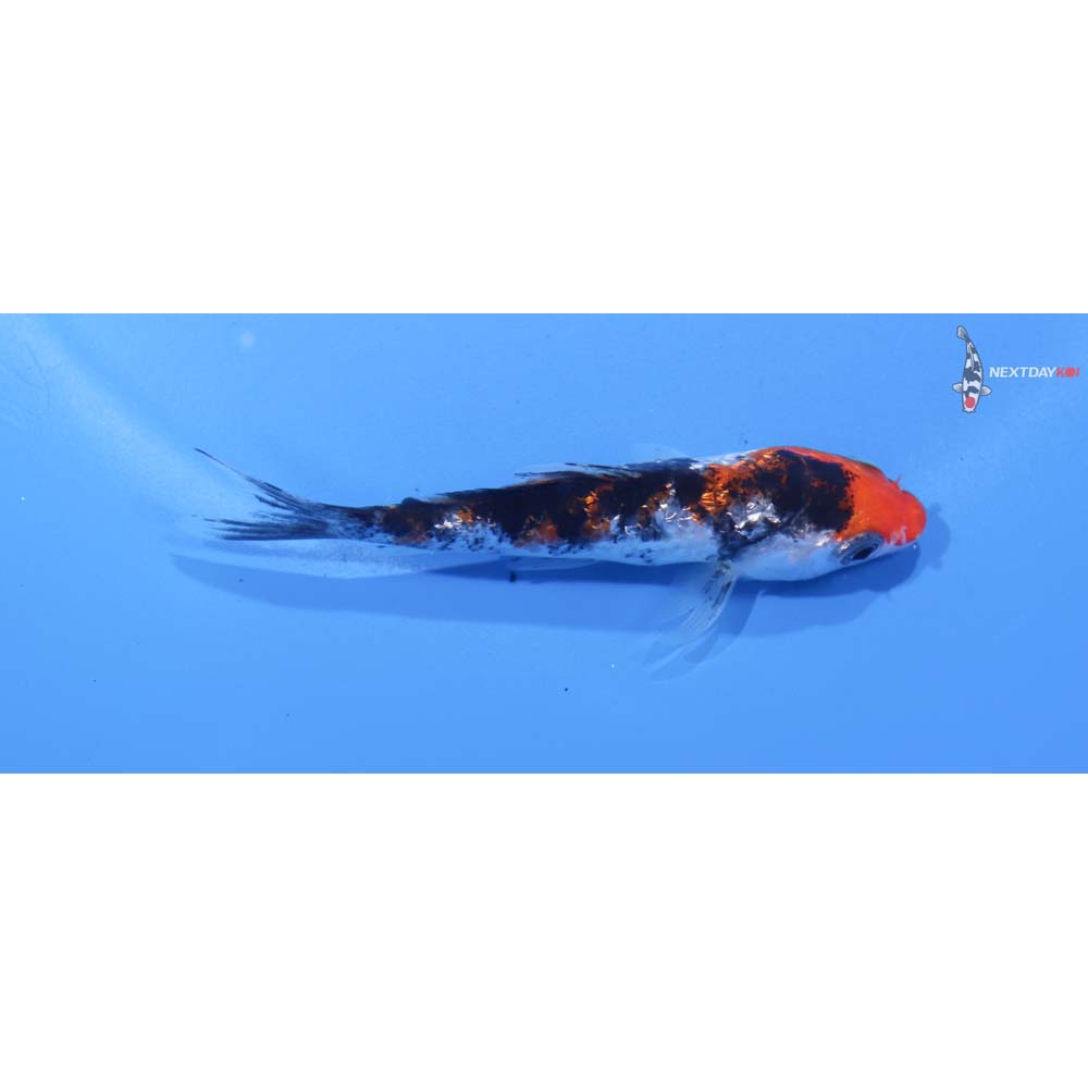 3” Imported Gin Rin  Sanke