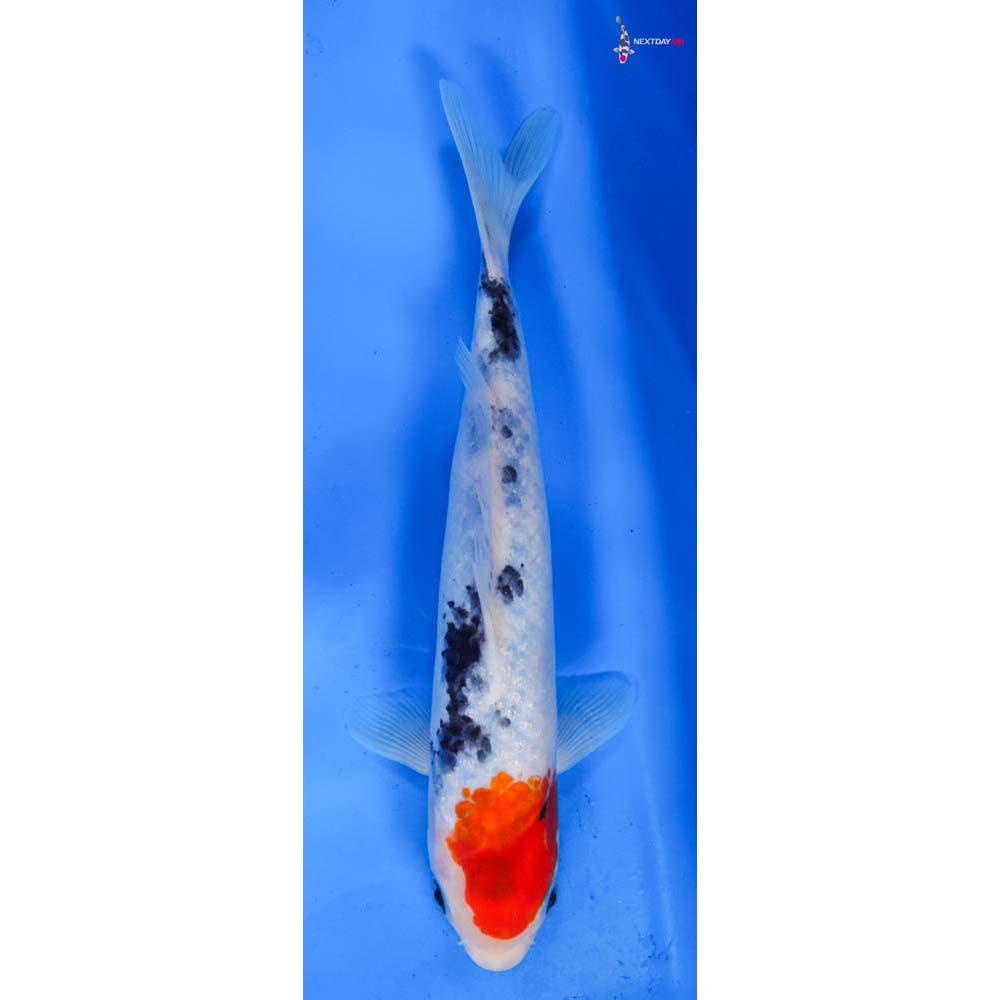 9” Imported Sanke