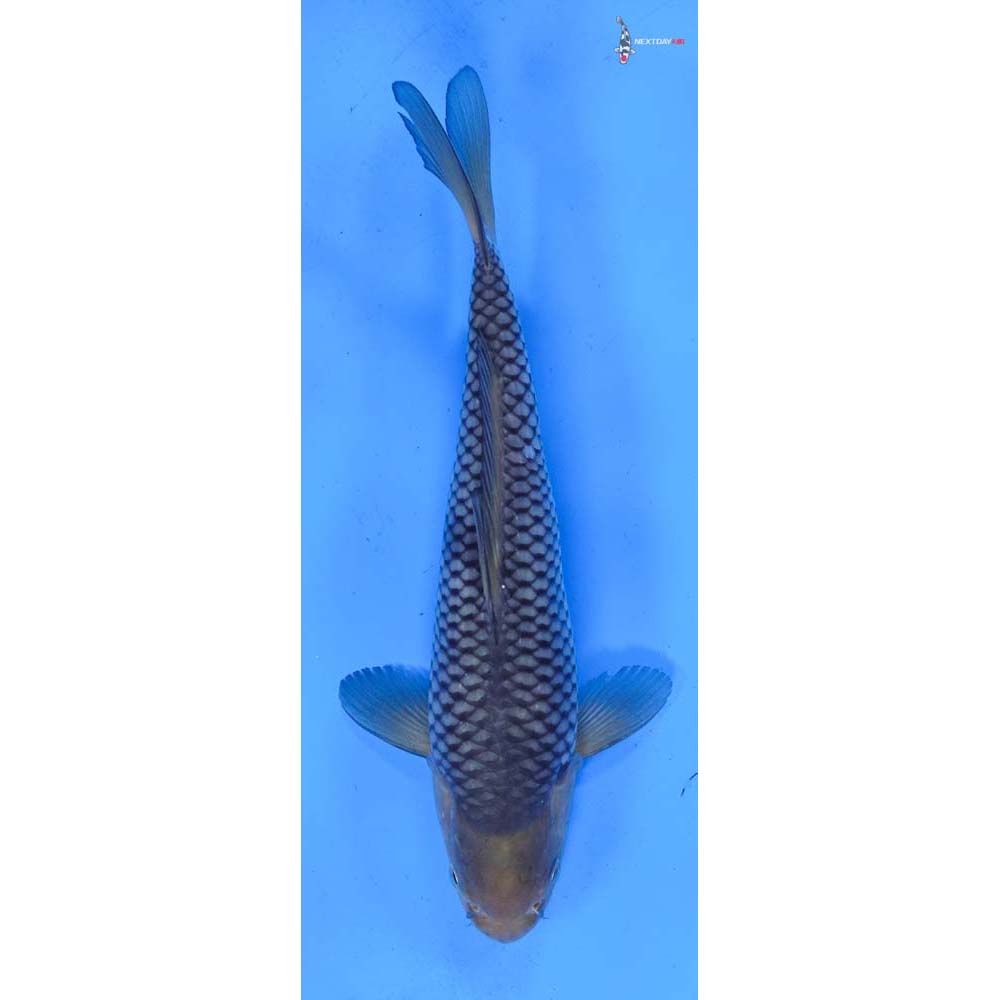9” Imported Soragoi