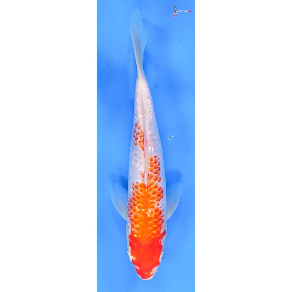 10” Imported Gin Rin Kohaku