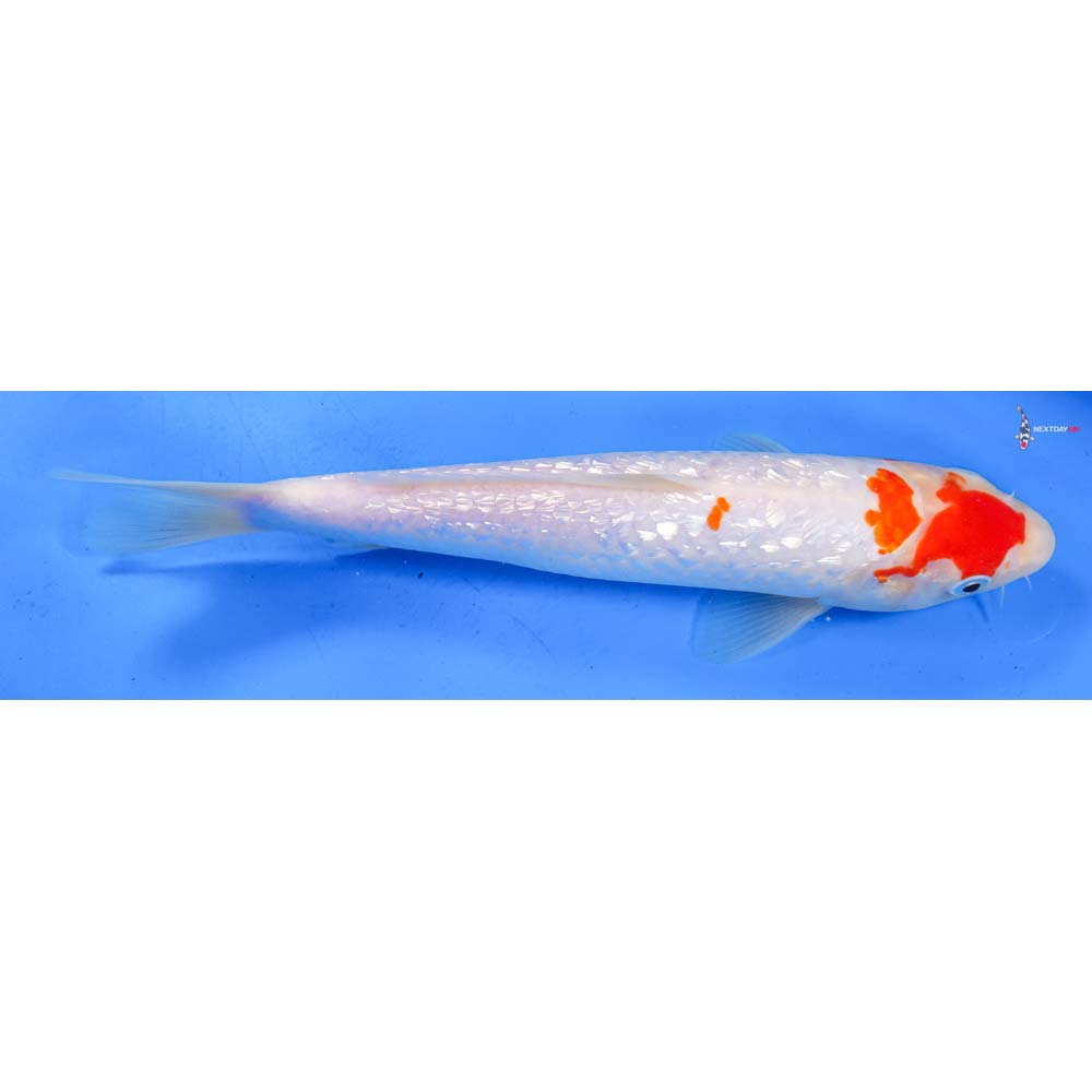 10” Imported Gin Rin Kohaku