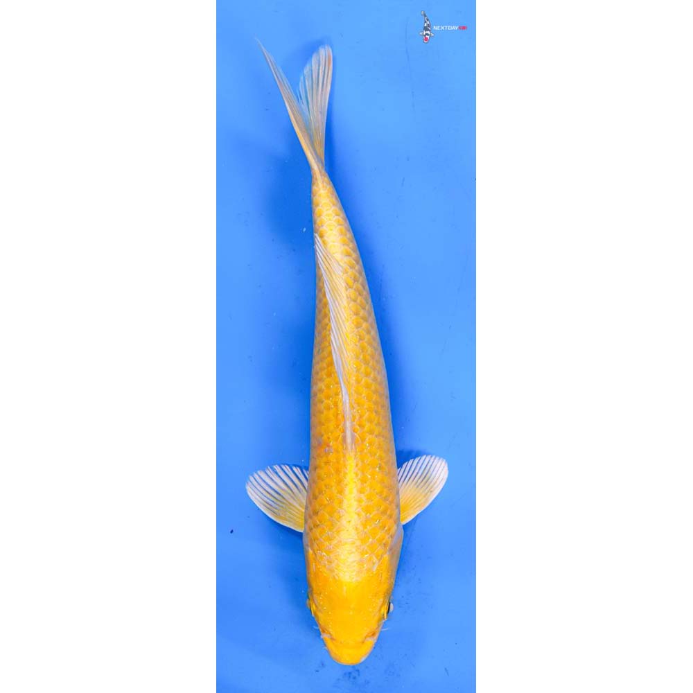 9” Imported Yamabuki Ogon