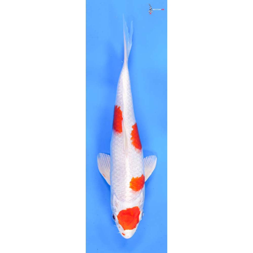 8” Imported Hariwake