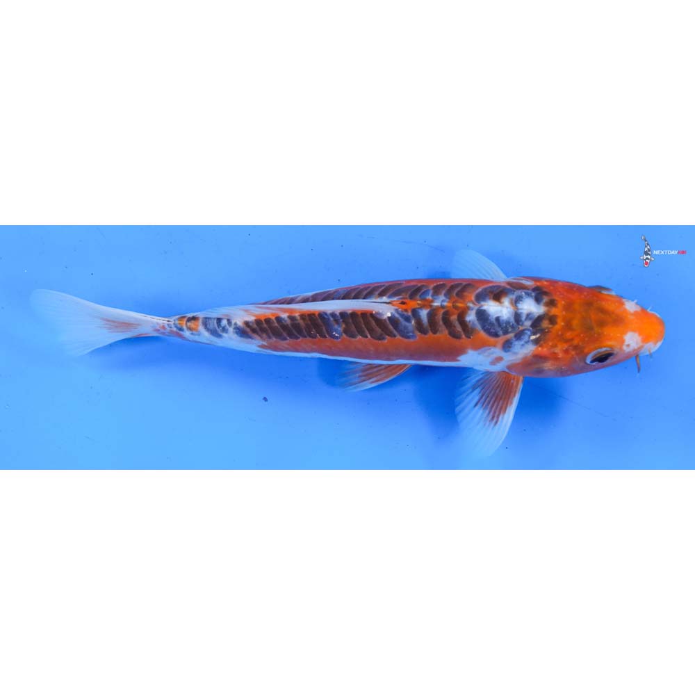 9” Imported Shusui