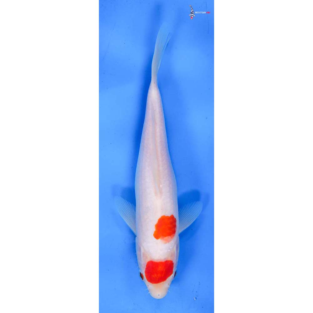 8” Imported Kohaku